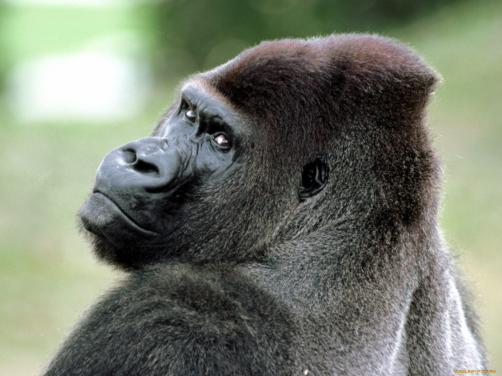 lowland, gorilla, africa, , 